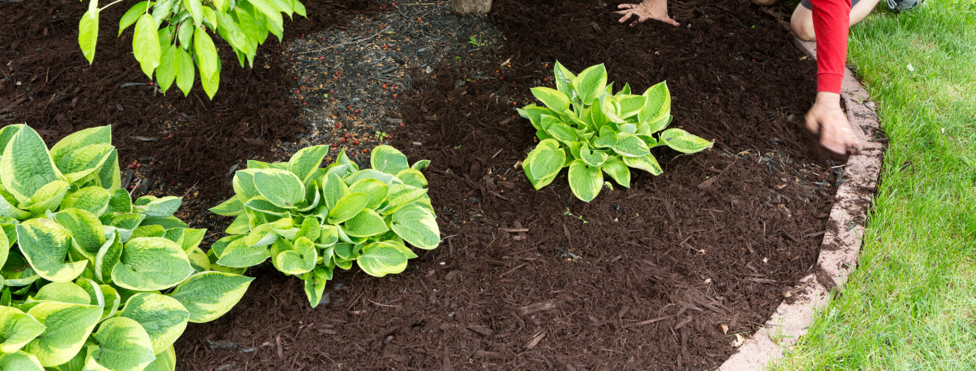 Your lawn and landscape
the way that it should